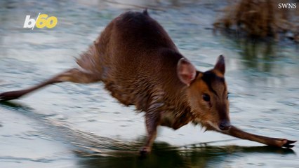 Cute ‘Bambi’ Lookalike Recreates Iconic Movie Scene 🦌