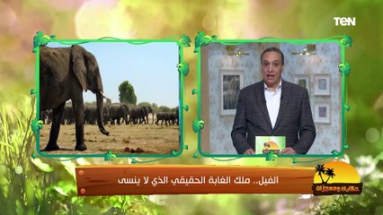 "أكبر حيوان ثدي بري على وجه الأرض وملك الغابة الحقيقي".. كل ما تريد أن تعرفه عن الفيل