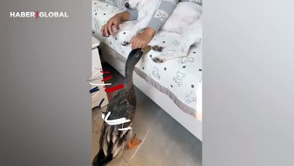 Sahipleri ile mışıl mışıl uyuyan kediler gülümsetti