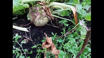 FOOTPATHS IN CRISIS Film Hilgay Part 2 Episode 3