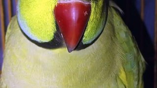 Green Parrot Eating Buscuits