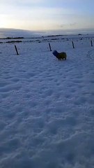 Greedy lamb gets her head stuck in the lunchbox