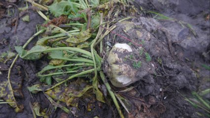 FOOTPATHS IN CRISIS Film Hilgay Part 2 Episode 4