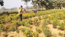 Marigold flowers were sold well, farmer families also got income