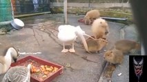 Ce pélican gourmand veut manger un capybara