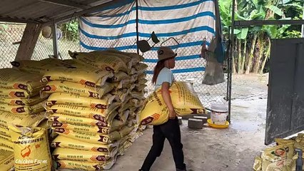 Chicken farm how to fatten adult chickens, how to help chickens eat more