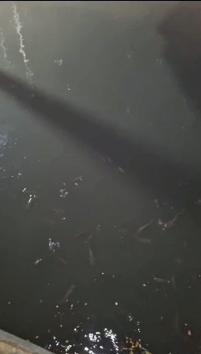 Budidaya ikan lele segmen pembesaran dikolam tanah❗Bagaimana menurut kalian❓