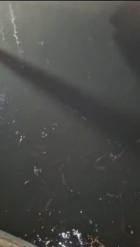 Budidaya ikan lele segmen pembesaran dikolam tanah❗Bagaimana menurut kalian❓