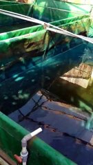 Proses pergantian air kolam LARVA LELE harus dengan hati dan perasaan