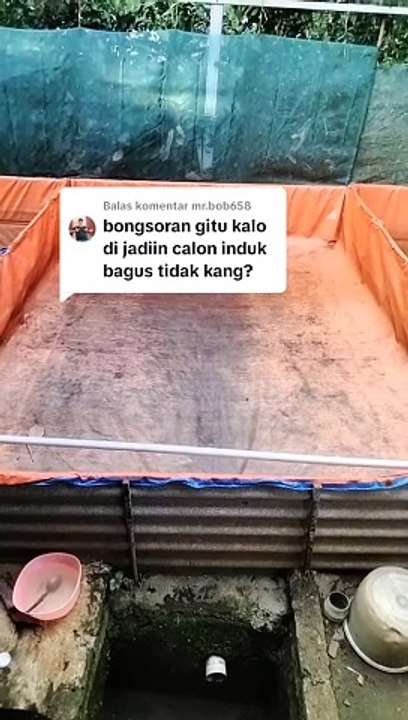 Cetak indukan lele dari lele BONGSORAN, bagus atau tidak❓