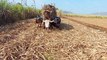 Load sugarcane bullock cart
