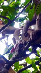 poor mom and baby Rockstar #shorts (1280p_25fps_H264-192kbit_AAC)