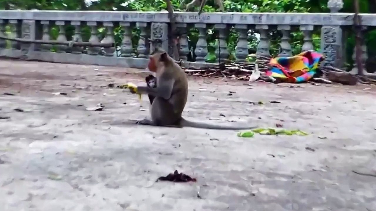 Poor mama Emila nearly lost baby, Rany steal baby, and she bring out far (720p_25fps_H264-192kbit_AAC)