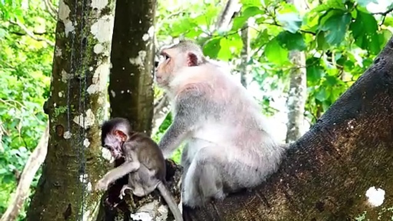 Poor Mama Barry Harder Escapes Form Big Male Monkey (720p_25fps_H264-192kbit_AAC)
