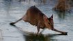 Bambi on ice: Moment deer ice-skates across frozen brook caught on camera