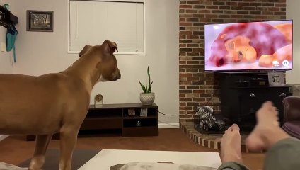 Watch: Empathetic dog can't help but cry while watching The Lion King