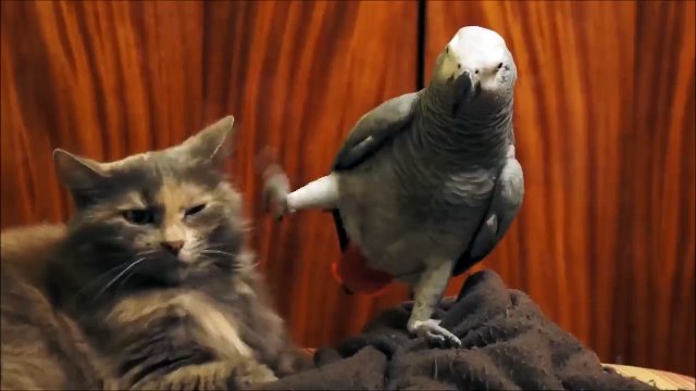 Parrot annoys cat
