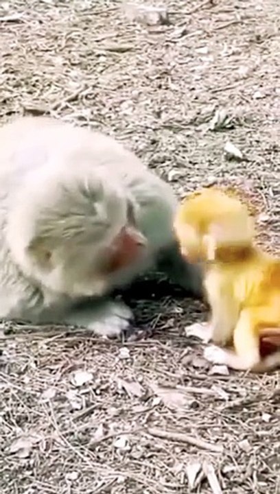 Cute Baby Mankey Viral Video, Viral Videos, Viral Mankey Video, Bandar Shorts, Mankey Video, New Animal's Video, Animals Video,#Trendingvideo#Viral2024