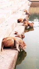 Animals New Video, Mankey New Video, Viral Mankey Short, Animals Video, Wildlife Animals,Wild Animals,#Animalsvideo#Mankeyvideo#Trendingvideo