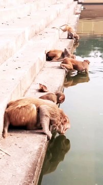 Animals New Video, Mankey New Video, Viral Mankey Short, Animals Video, Wildlife Animals,Wild Animals,#Animalsvideo#Mankeyvideo#Trendingvideo