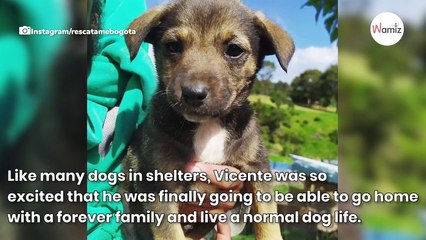 Shelter pup gets dressed up for his new family, but they don't come