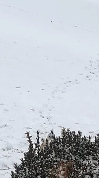 Bulldog Slides Down Snowy Hill