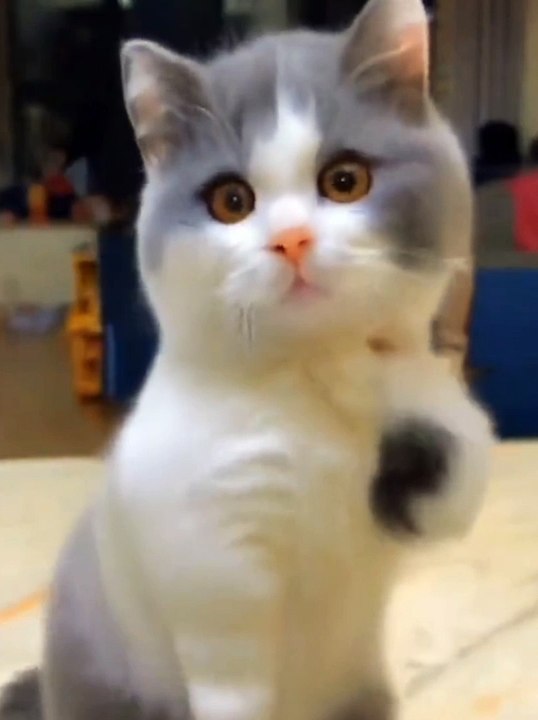 Nak da koka.funny cat