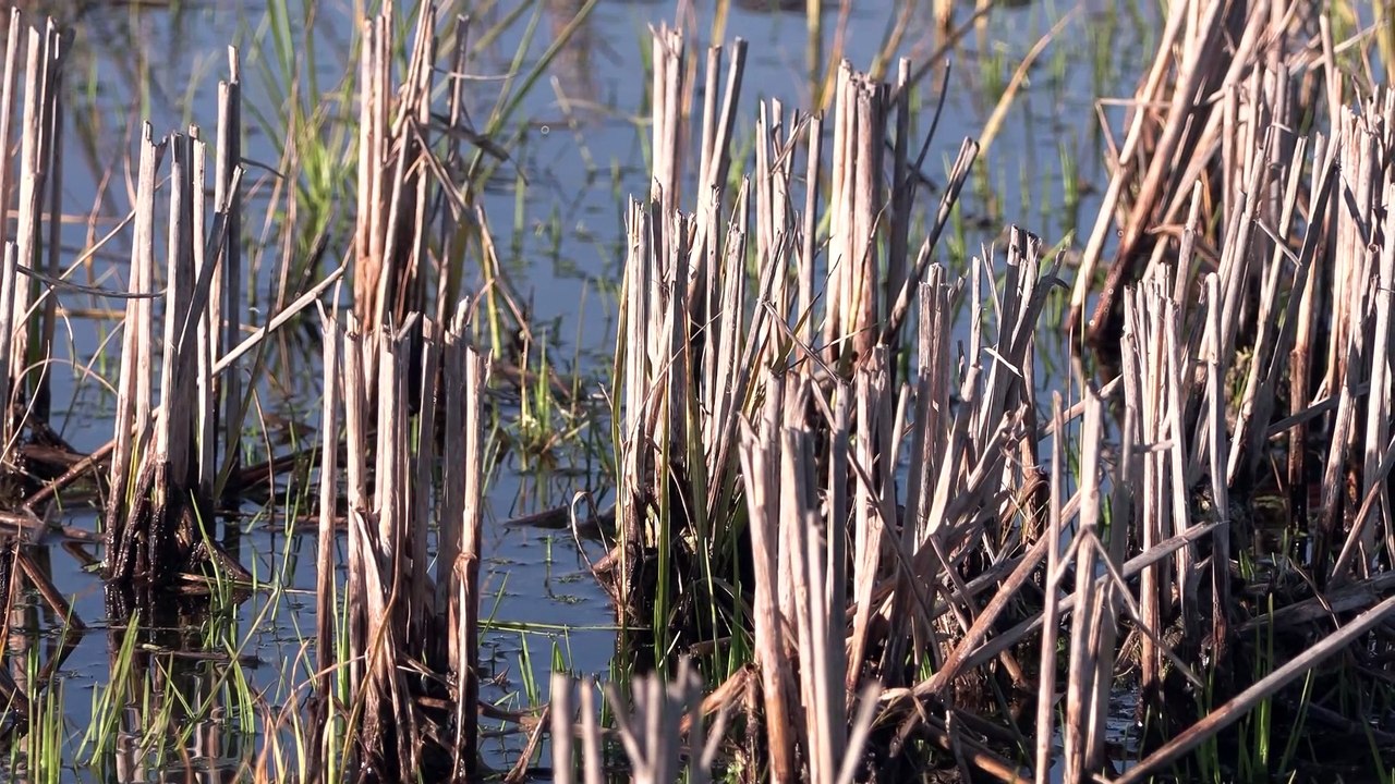 Arroceros extremeños en zona Zepa piden "flexibilidad" para cambiar de cultivo por "la sequía"