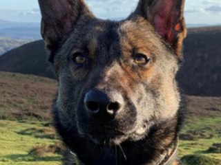 Moment police dog apprehends suspects following bank break in in Smethwick