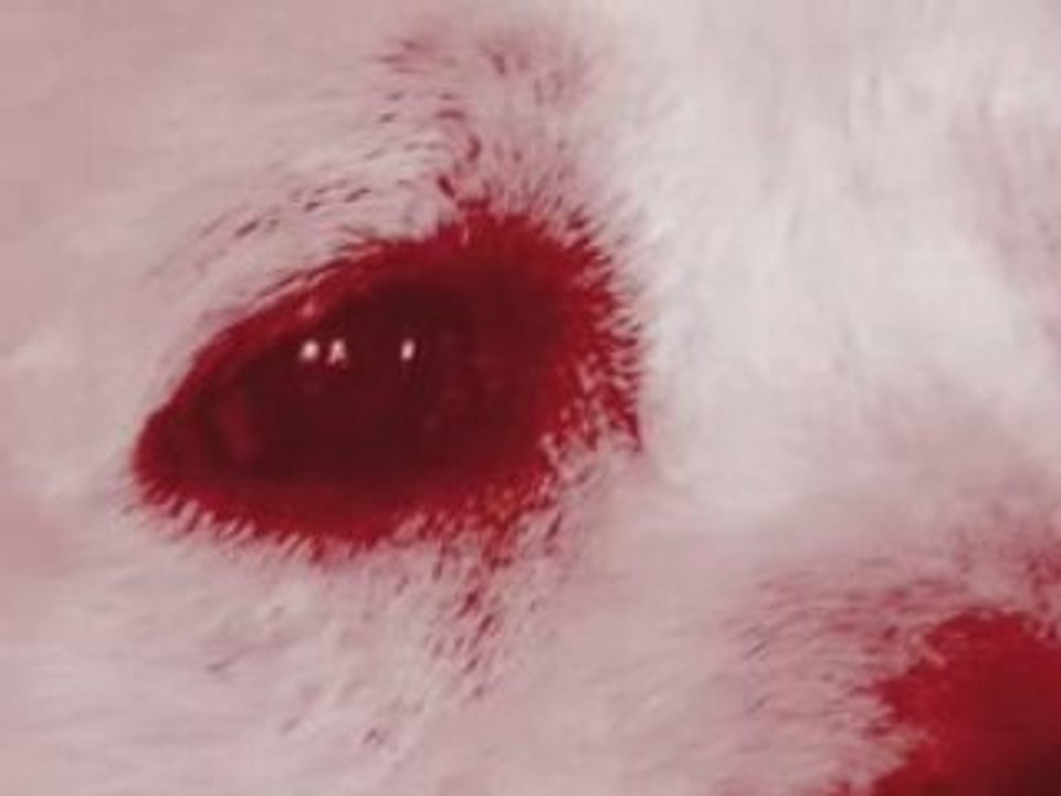 Attention chien méchant