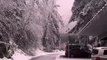 Massive Tree Crashes Down as Ice Storm Hits Town in Oregon, USA