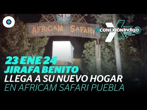La Jirafa Benito ya llego a Africam Safari | Reporte Índigo