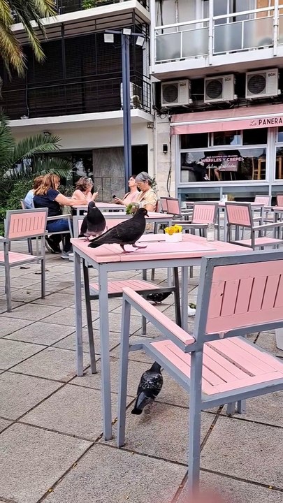 A Flock Of Spicy Parrots