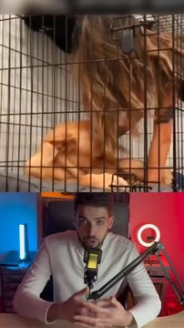 Le vétérinaire a immédiatement appeler la police !