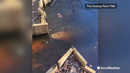 Alligator suspended in frozen pond