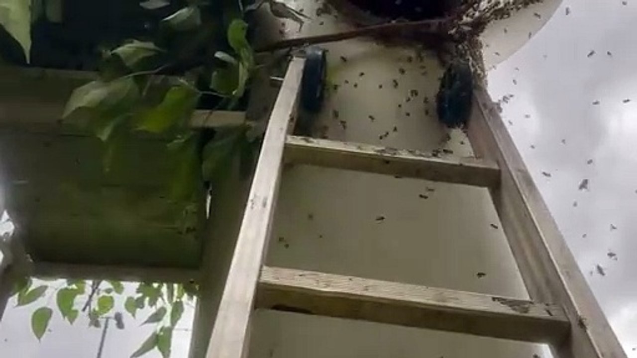 Defesa Civil remove enxame de abelhas no Creas do Coqueiral