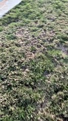 Dolphin And Boat Captain Are Best Friends