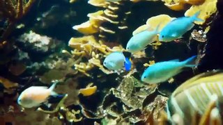 اسماك الزينة المميزة والشعب المرجانية - Poissons d'ornement et récifs coralliens distinc tifs - Distinctive ornamental fish and coral reefs