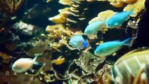 اسماك الزينة المميزة والشعب المرجانية - Poissons d'ornement et récifs coralliens distinc tifs - Distinctive ornamental fish and coral reefs
