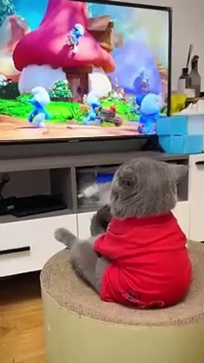Cat watching cartoon