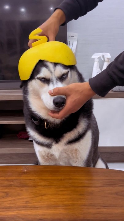 Entertainment video