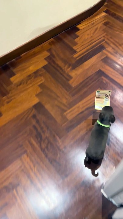 Tiny Pup Takes Off With Cash
