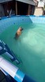 Doggo Dives In