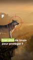 Tuer plus de loups pour protéger les élevages ? #science #biodiversité