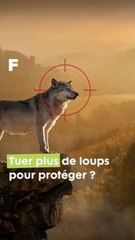 Tuer plus de loups pour protéger les élevages ? #science #biodiversité