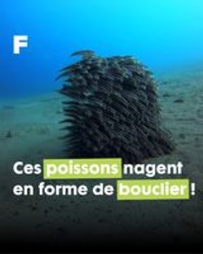 La fascinante chorégraphie d'un banc de jeunes poissons-chats rayés, entre festin et protection contre les prédateurs !