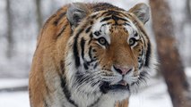 Rusia: Tigres Salvajes Atacan A La Población Civil En El Este