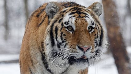 Rusia: Tigres Salvajes Atacan A La Población Civil En El Este