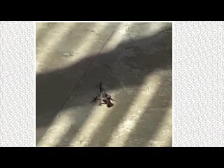 Tory Lanez Gets Pulled Up On By The Geico Gecko