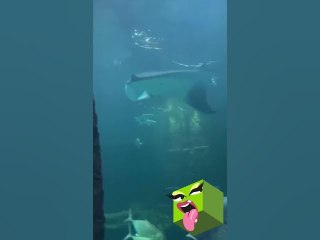 Cardi B's Stunned At Aquarium #shorts